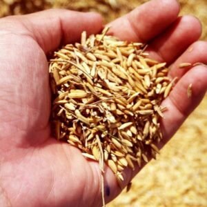 cascarilla de arroz