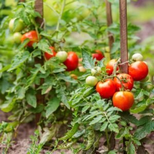 Cosecha junio tomate