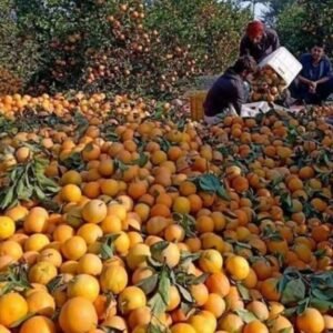carga de naranjas